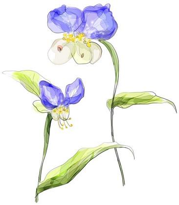 手绘两朵紫罗兰花