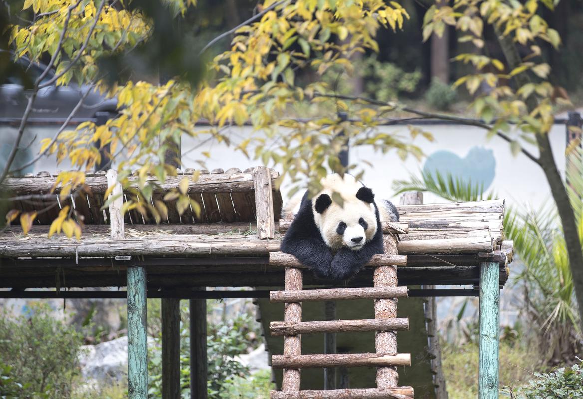 近日,春城昆明的气温降到10摄氏度左右,这是大熊猫生活较为适宜的环境