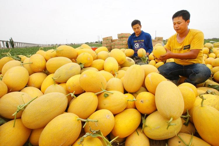 连日来,新疆哈密市南湖乡的100多个品种哈密瓜陆续成熟上市,吸引众多