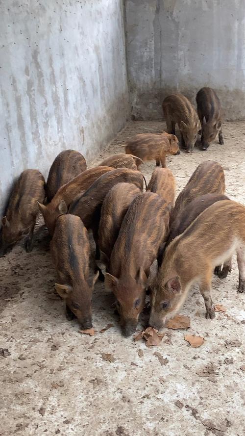 野猪苗活体哪里有小野猪苗卖养殖二代野猪需要什么手续