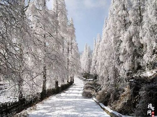 兴国均福山森林公园雪景