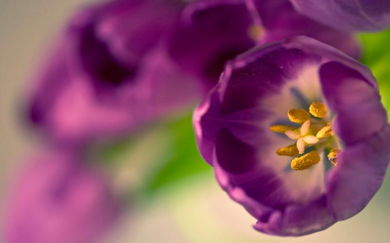 紫色郁金香,高清壁纸图片,鲜花背景-回车桌面