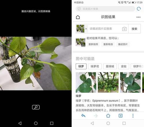 华为手机具有自带的识别植物的功能.