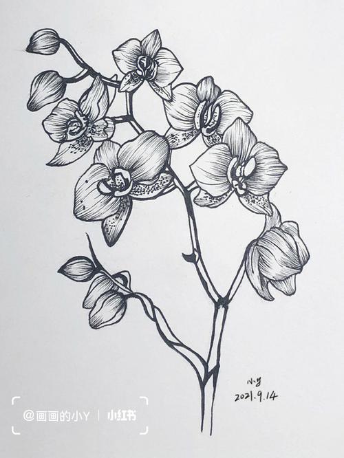 蝴蝶兰线稿针管笔手绘花卉附过程图