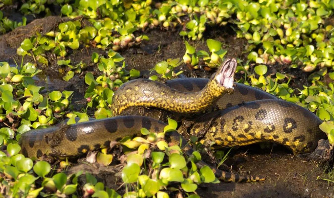 地球上最凶猛的动物 亚马逊森蚺 亚马逊森蚺是当今世界上最大的蛇