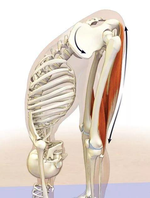 练瑜伽,对解剖有所了解的人,应该对大腿后侧的腘绳肌都有一定的认识了