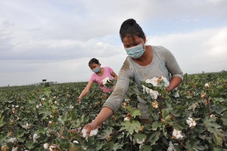 今年,该县积极推进棉花科学种植,采取精量播种,精细化管理,目前全县