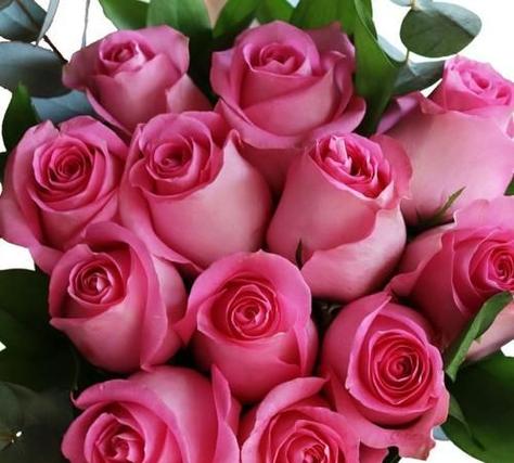 粉玫瑰的花语是:初恋,特别的关怀,喜欢你那灿烂的微笑.