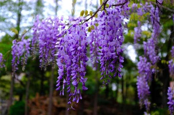 它的生长能力非常强,开花量非常大,而且根据品种不同,有的紫藤一年