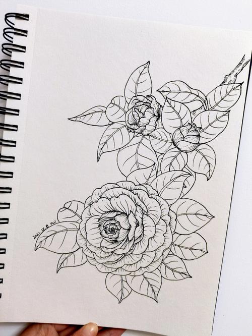 针管笔手绘花卉线描山茶附过程