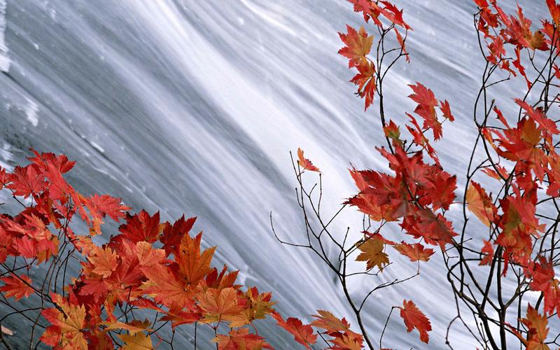 秋天的红叶美景桌面壁纸