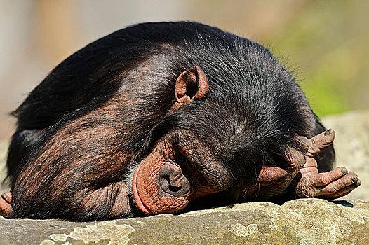 黑猩猩,雄性,睡觉,非洲,俘获,德国,欧洲
