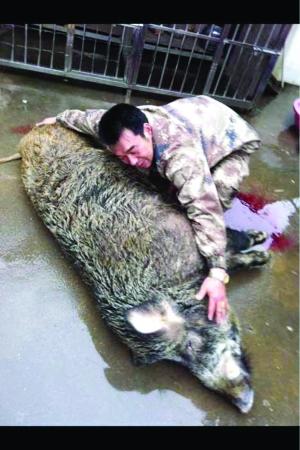 男子遭野猪袭击携猎犬将其杀死或涉嫌违法猎捕