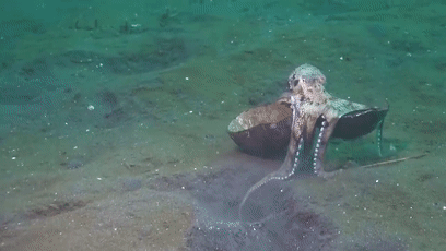 章鱼抱着宝贝在海底狂奔,网友:这是只假章鱼吧,在海里用脚跑?