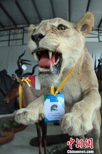非洲狮标本 唐娟 摄