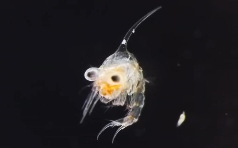 【高清】螃蟹刚出生时的幼体形态-蚤状幼体