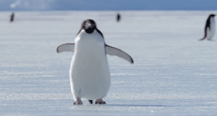 我就是那个更喜欢无冰的憨憨企鹅