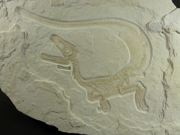 此前报告的保存有羽毛的肉食恐龙化石属于称为虚骨龙(coelurosaurs)的