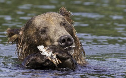 【岁月留痕2019】堪察加的熊和鱼(中)