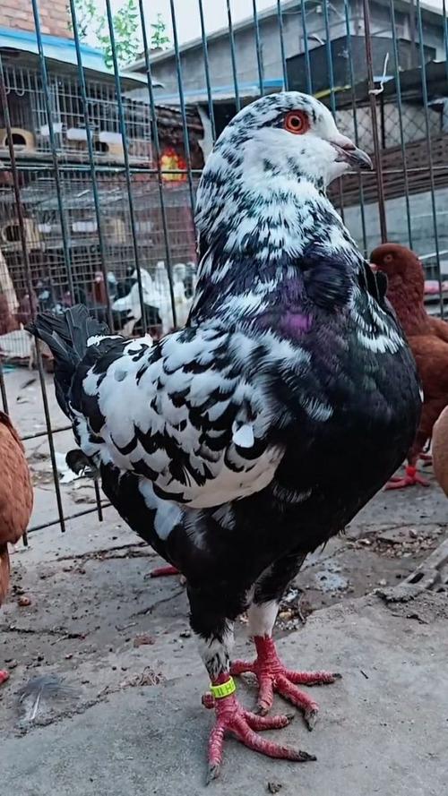 这只大体元宝鸽真漂亮,羽毛看起来非常独特吧!