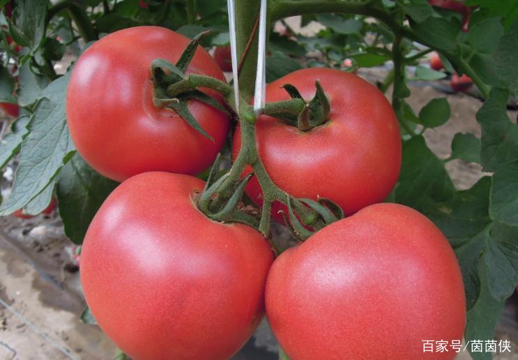 番茄的生物特征特性(一)