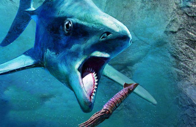 旋齿鲨的牙齿到底是怎么长的?百年来让科学家伤透脑筋!