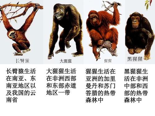 1人类的起源和发展(新人教版七年级下册)ppt 长臂猿生活 在南亚,东