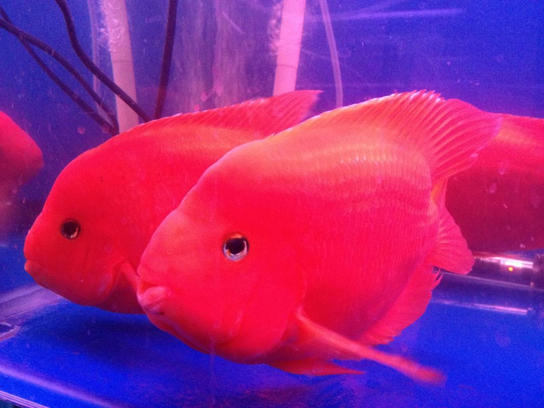 红元宝鹦鹉鱼能长多大?