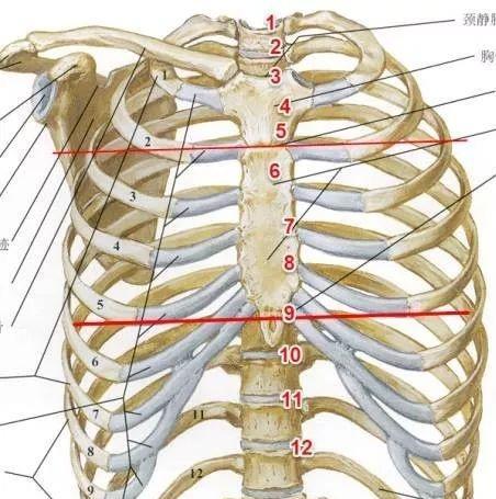 相连,而投射到一个层面上实际与第5胸椎(也就是第5后肋)在一个平面上