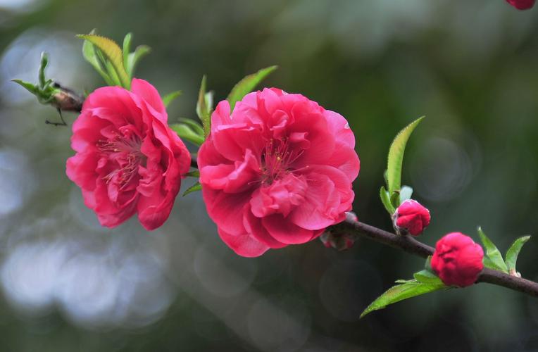 桂林漓江边的桃花