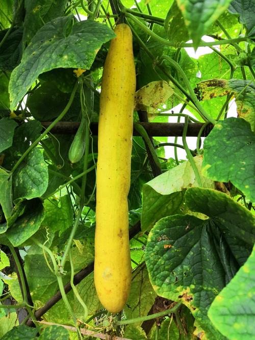 这条黄瓜有快两尺长