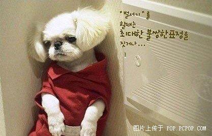 超郁闷的韩国狗狗罚站表情