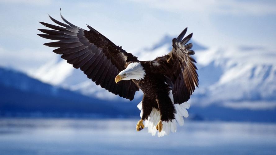 冬季雪中动物自由翱翔的老鹰图片高清桌面壁纸下载第一辑