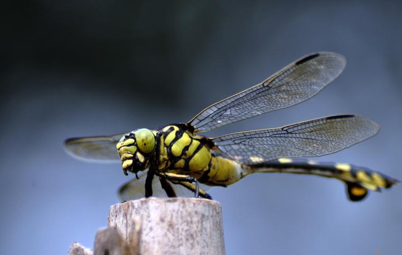 中国昆虫蜻蜓目
