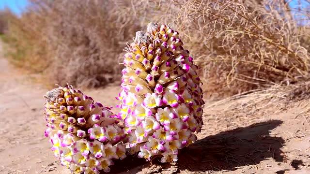 新疆塔克拉玛干沙漠里花开如春 且末县万亩肉苁蓉开花