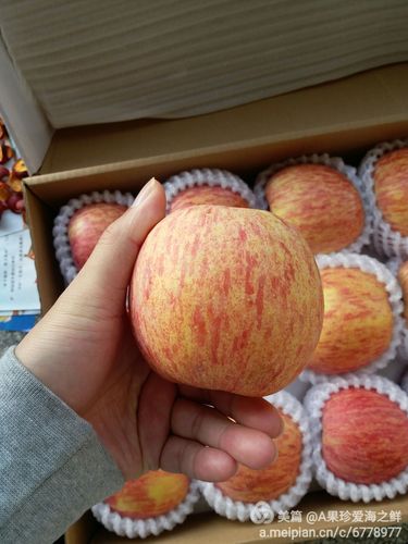 2001条纹富士苹果