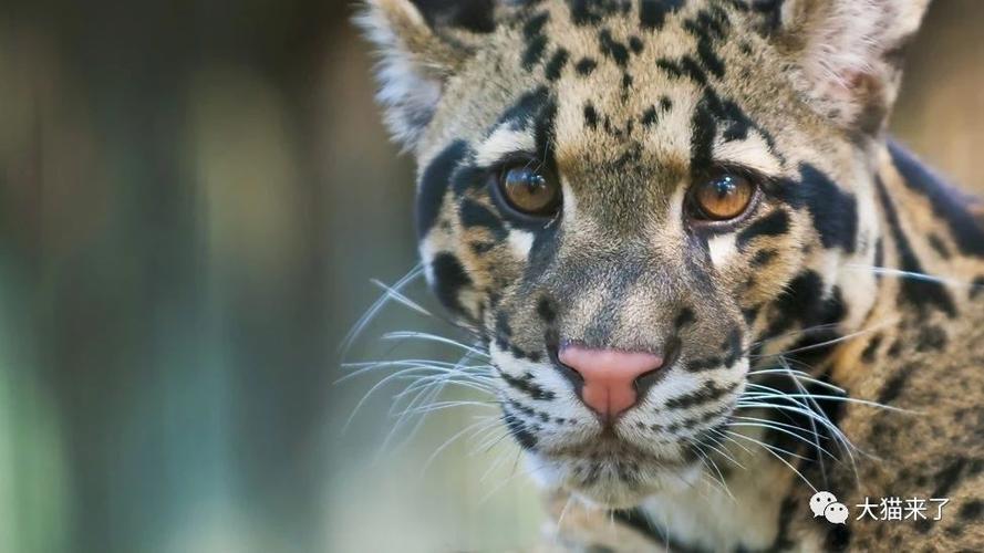 原创云豹到底是几种猫科动物台湾云豹是大陆云豹的亚种吗