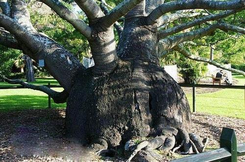 世界仅存的一棵狗脊骨树