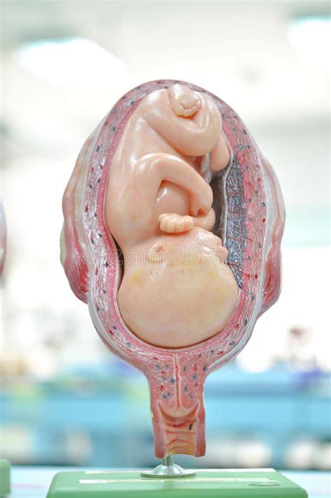 前三个月胎儿比较小,其实是吸收不了太多营养的,孕妈不用刻意去吃大量