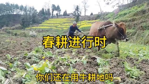 看山区农民用牛耕地,60.70年出生的人的记忆,春耕进行时._网易视频