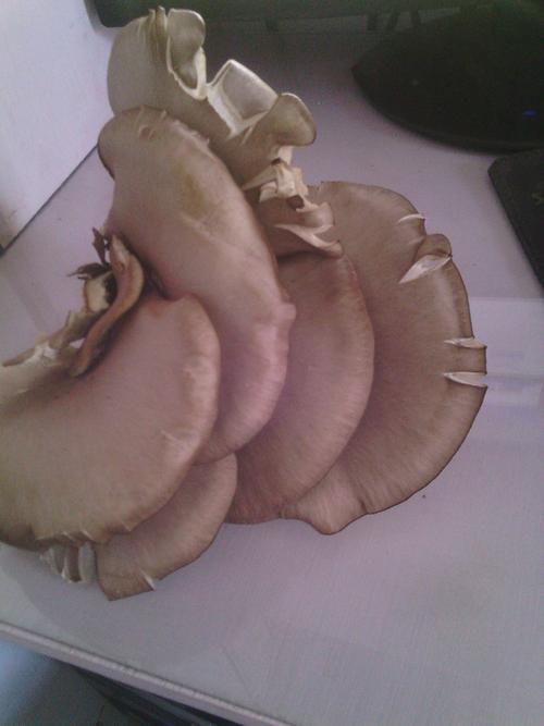 杨树根上长的这种蘑菇能吃吗