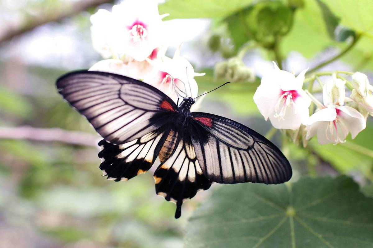 蝴蝶翅膀上绚丽多彩的图案一直被认为是大自然的艺术杰作,最近