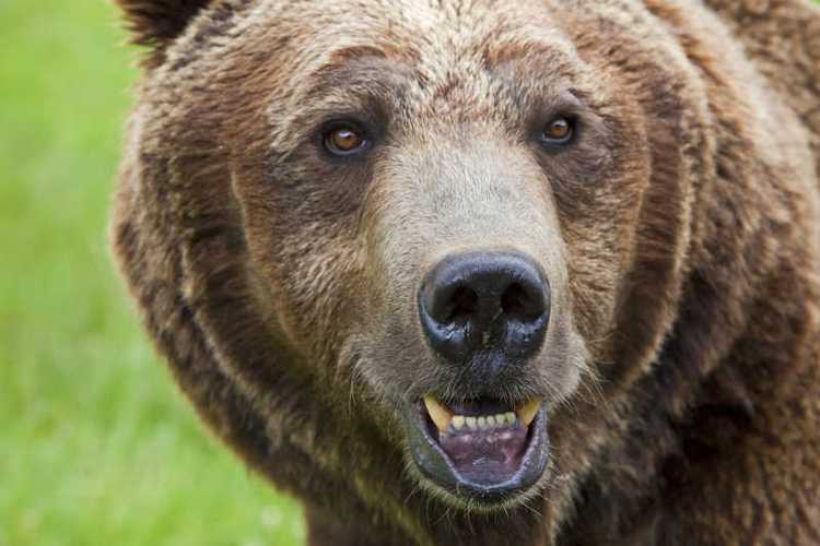 棕熊正面表情