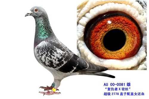 复仇者直子-0081 - 北京京维种鸽养殖中心