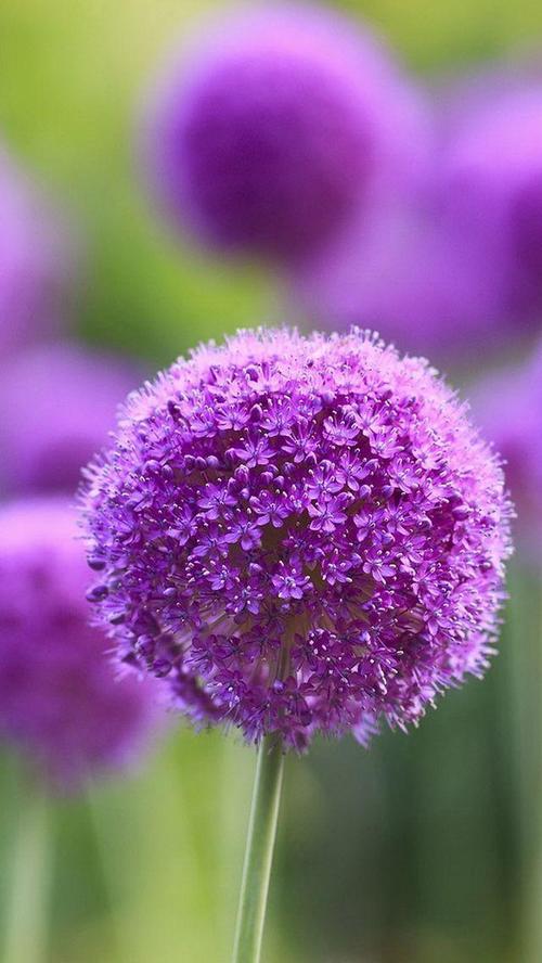相关标签紫色花上一图集:荷花韵下一图集:清新唯美意境花卉