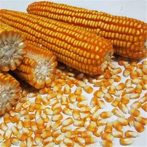 大量优惠批发玉米杂交种子个大成长快优质玉米种子欢迎订购