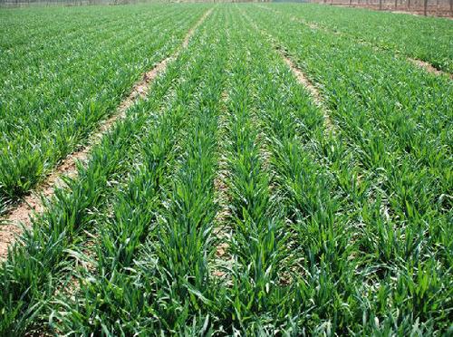 春季小麦生长巧施氮肥