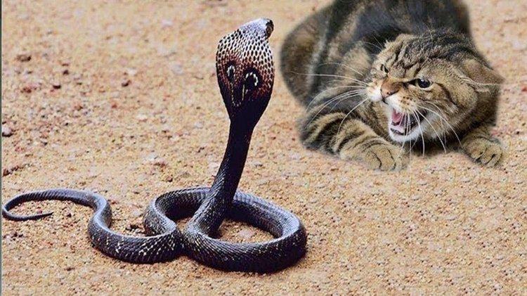 猫咪vs眼镜蛇,这反应速度绝了!