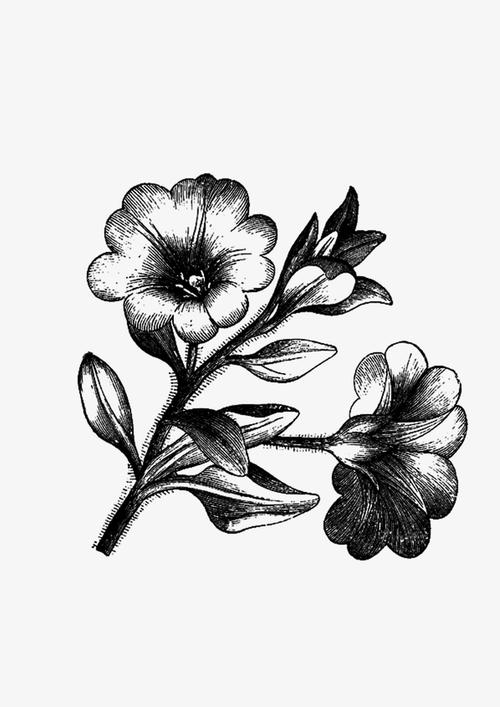 绘画植物花黑白
