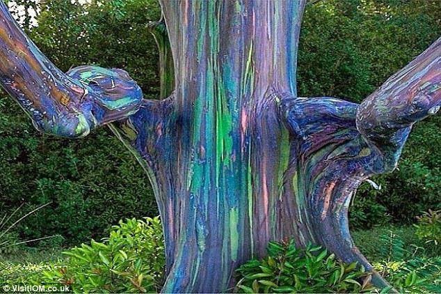 3,这棵彩虹桉树出现在北半球,原因是外树皮分别在不同时间脱落的.